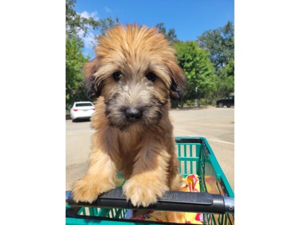 Soft Coated Wheaten Terrier DOG Female WHEATEN 6636 Petland Montgomery, Alabama