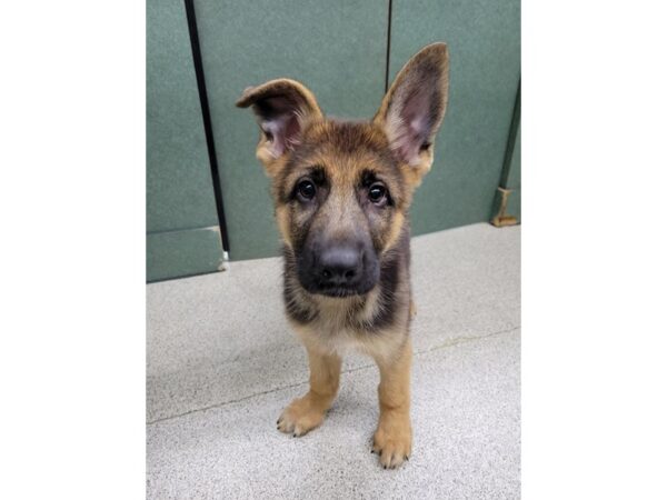 German Shepherd-DOG-Male-Black/Tan-6634-Petland Montgomery, Alabama