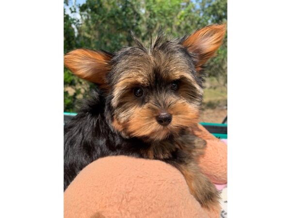 Yorkshire Terrier DOG Female Black / Tan 6646 Petland Montgomery, Alabama