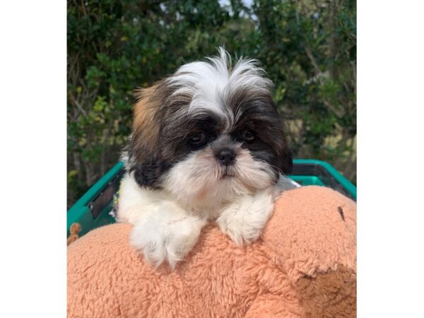 Shih Tzu DOG Female 6645 Petland Montgomery, Alabama