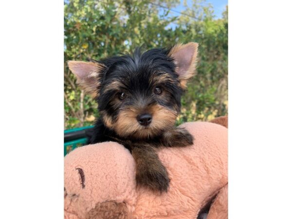 Yorkshire Terrier DOG Male Black/Tan 6642 Petland Montgomery, Alabama