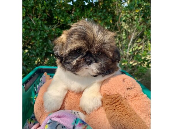 Shih Tzu DOG Female 6644 Petland Montgomery, Alabama