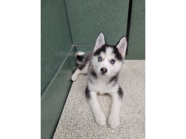 Pomsky DOG Female Gray / White 6639 Petland Montgomery, Alabama