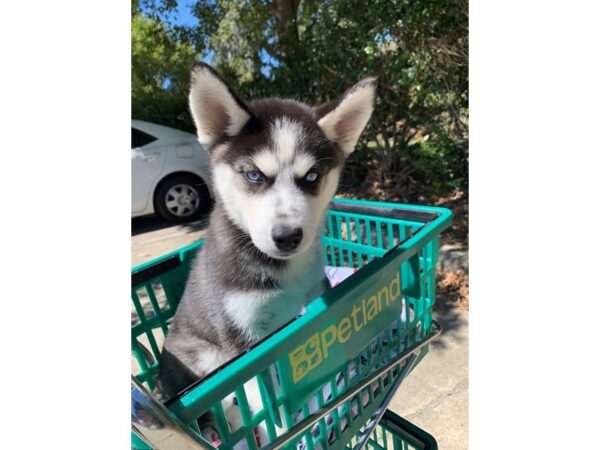 Siberian Husky DOG Female Black / White 6641 Petland Montgomery, Alabama