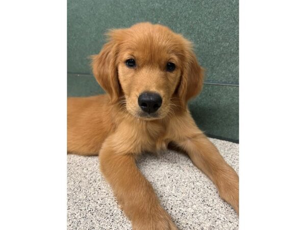 Golden Retriever DOG Female Golden 6643 Petland Montgomery, Alabama