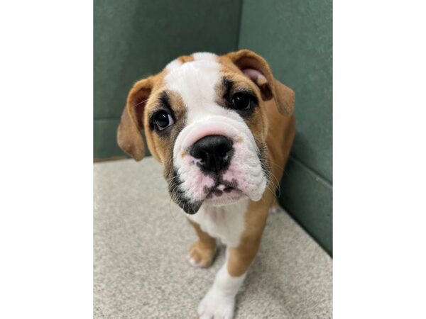 Beagle/English Bulldog DOG Female Red / White 6637 Petland Montgomery, Alabama