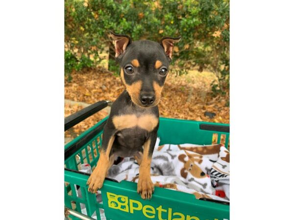 Miniature Pinscher DOG Female Black/Tan 6653 Petland Montgomery, Alabama