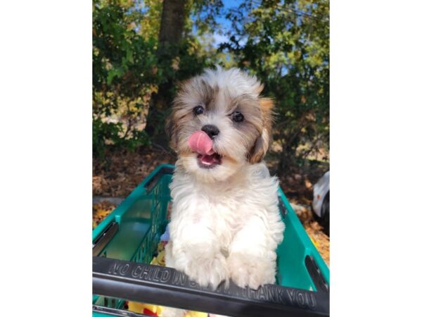 Teddy Bear-DOG-Female-Brown / White-6651-Petland Montgomery, Alabama