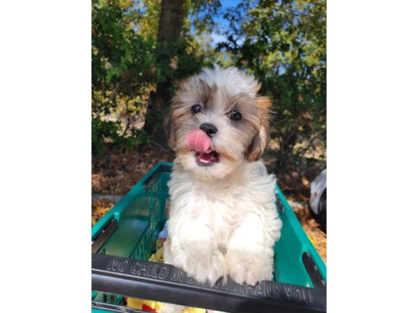 Teddy Bear DOG Female Brown / White 6651 Petland Montgomery, Alabama