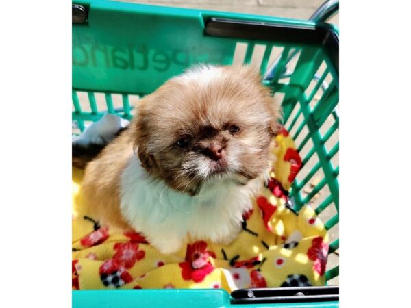 Shih Tzu DOG Male brown/white 6656 Petland Montgomery, Alabama