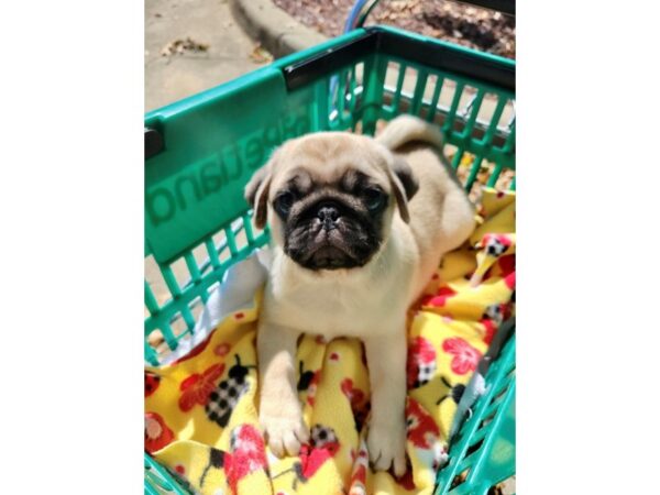 Pug DOG Male 6648 Petland Montgomery, Alabama