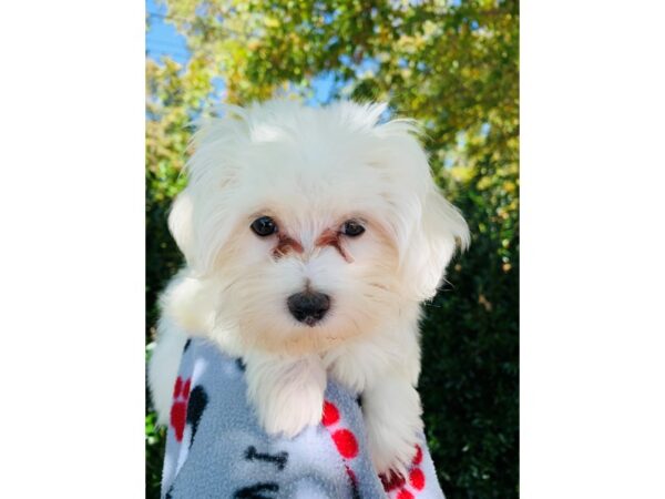 Maltese DOG Male White 6652 Petland Montgomery, Alabama