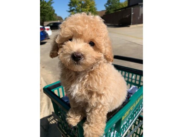 Bichonpoo DOG Male Cream 6649 Petland Montgomery, Alabama