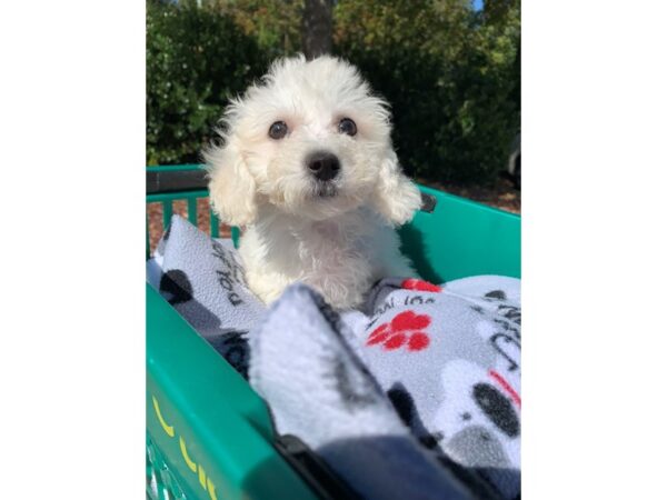 Bichon Frise DOG Male White 6650 Petland Montgomery, Alabama