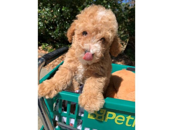 2nd Generation Mini Goldendoodle DOG Male Golden 6661 Petland Montgomery, Alabama