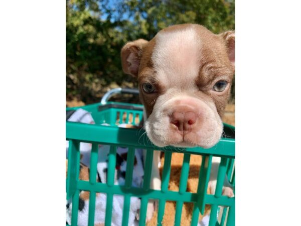 Boston Terrier-DOG-Male-Red / White-6658-Petland Montgomery, Alabama