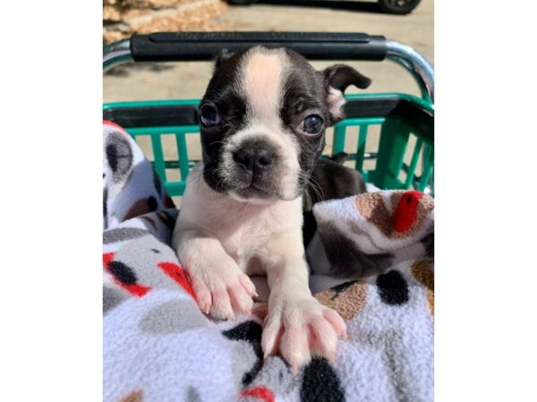 Boston Terrier DOG Female Black / White 6659 Petland Montgomery, Alabama