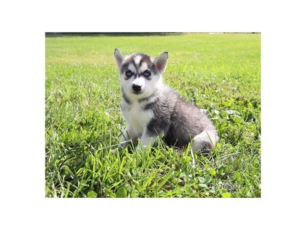 Siberian Husky DOG Female Black / White 6663 Petland Montgomery, Alabama