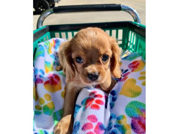 Cavalier King Charles Spaniel DOG Female Ruby 6666 Petland Montgomery, Alabama