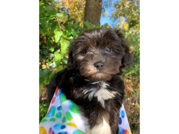 Coton De Tulear DOG Male Black w/ White 6669 Petland Montgomery, Alabama