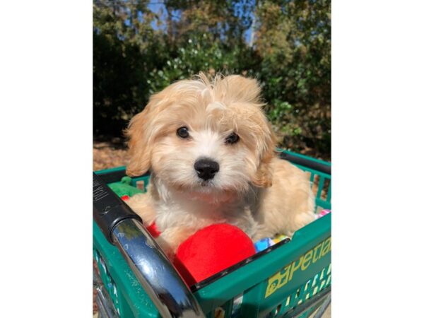 Cavachon DOG Male Red 6665 Petland Montgomery, Alabama