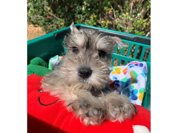 Miniature Schnauzer-DOG-Female-Salt/Pepper-6667-Petland Montgomery, Alabama