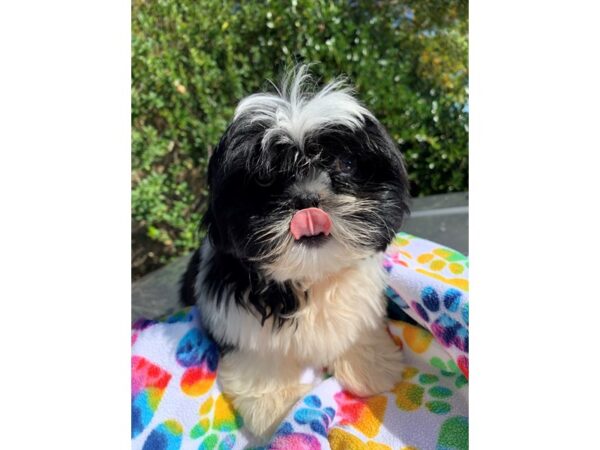 Shih Tzu DOG Male Black / White 6662 Petland Montgomery, Alabama