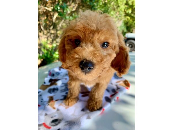 Miniature Poodle DOG Male Red 6671 Petland Montgomery, Alabama