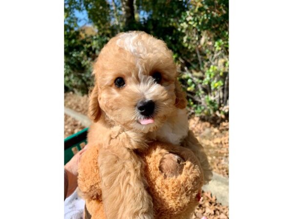 Goldendoodle Mini 2nd Gen DOG Male Apricot 6672 Petland Montgomery, Alabama