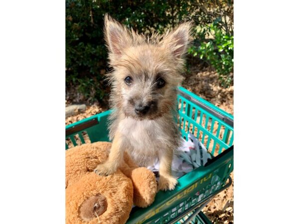 Cairn Terrier-DOG-Female-Wheaten-6673-Petland Montgomery, Alabama