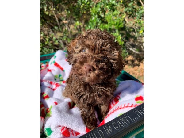 Miniature Poodle-DOG-Female-Chocolate-6680-Petland Montgomery, Alabama