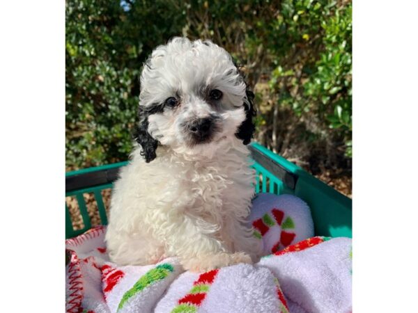 Miniature Poodle DOG Female Black Parti 6681 Petland Montgomery, Alabama