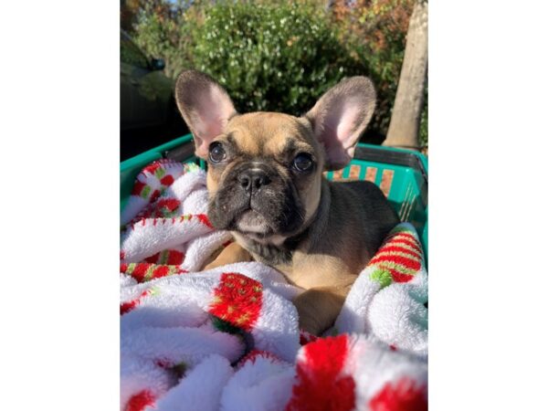 French Bulldog DOG Female Fawn 6674 Petland Montgomery, Alabama