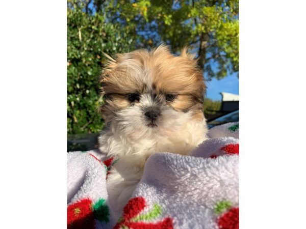 Teddy Bear DOG Male Brown/White 6679 Petland Montgomery, Alabama