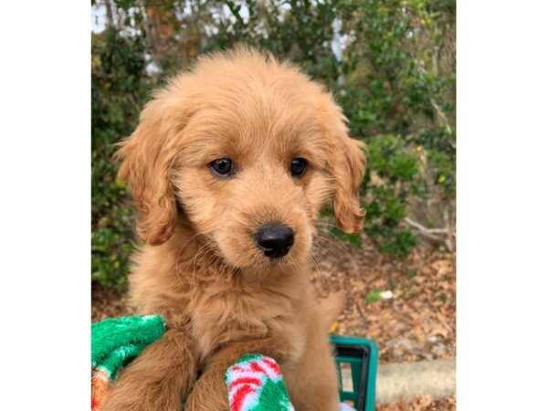 2nd Generation Mini Goldendoodle DOG Female Golden 6676 Petland Montgomery, Alabama