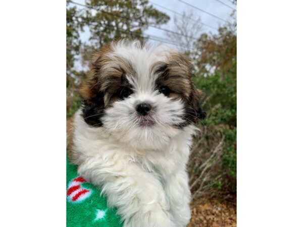 2nd Generation Teddy Bear-DOG-Female--6678-Petland Montgomery, Alabama