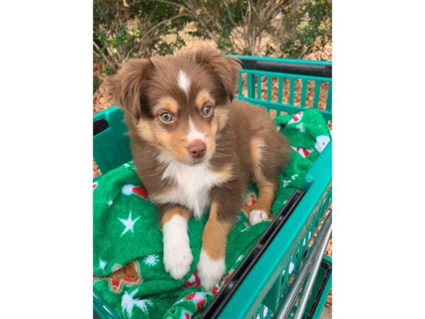 Miniature Australian Shepherd DOG Male Red Tan / White 6677 Petland Montgomery, Alabama