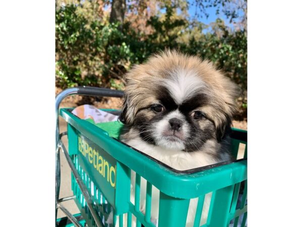 Pekingese DOG Male Brown / White 6675 Petland Montgomery, Alabama