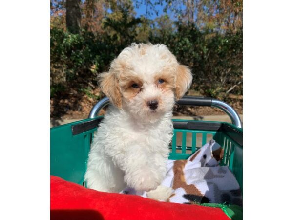 Bichonpoo DOG Male White w/tan 6695 Petland Montgomery, Alabama