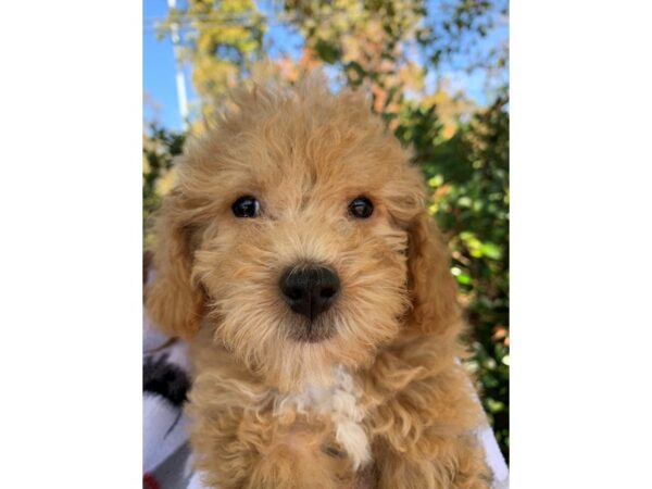 Bichonpoo-DOG-Male-Golden-6696-Petland Montgomery, Alabama