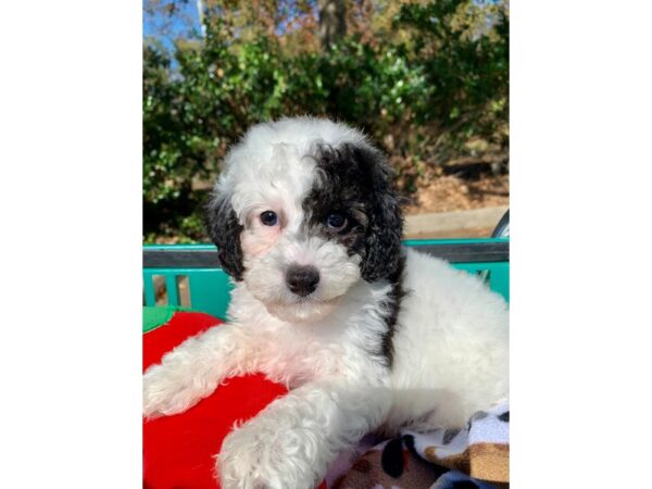 Miniature Poodle DOG Male WHITE W/BLACK 6689 Petland Montgomery, Alabama