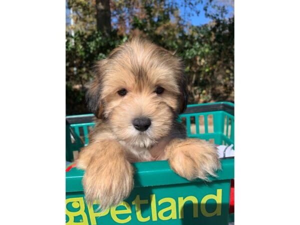 Morkie-DOG-Male-Brindle-6686-Petland Montgomery, Alabama