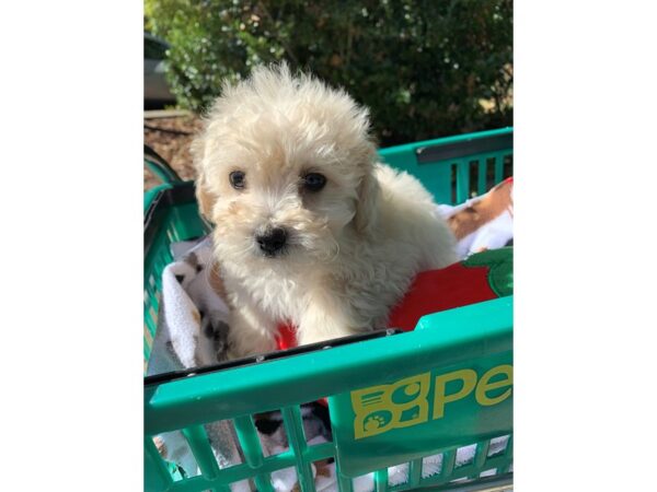 Maltipoo DOG Female Cream 6692 Petland Montgomery, Alabama