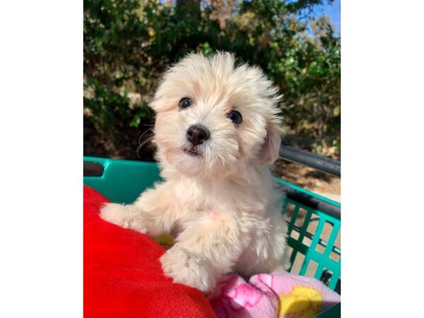 Maltipoo DOG Female Cream 6691 Petland Montgomery, Alabama