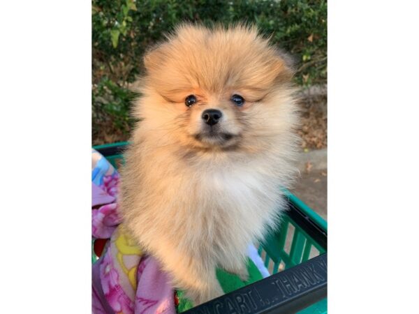 Pomeranian DOG Female Sable 6682 Petland Montgomery, Alabama