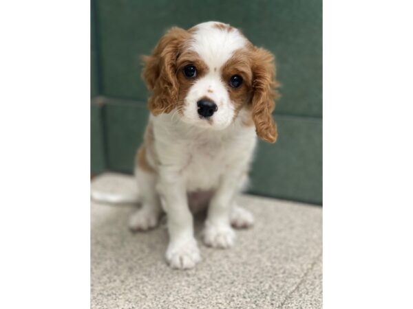 Cavalier King Charles Spaniel-DOG-Male-Blenheim-6683-Petland Montgomery, Alabama