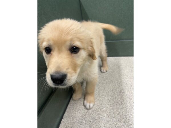 Golden Retriever DOG Female Golden 6688 Petland Montgomery, Alabama