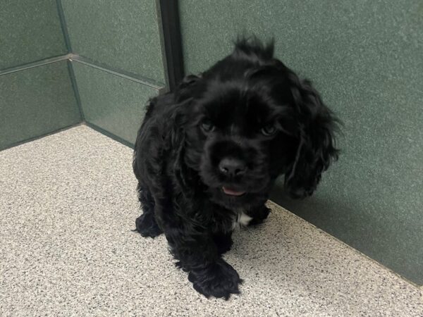 Cocker Spaniel DOG Female Black 6694 Petland Montgomery, Alabama