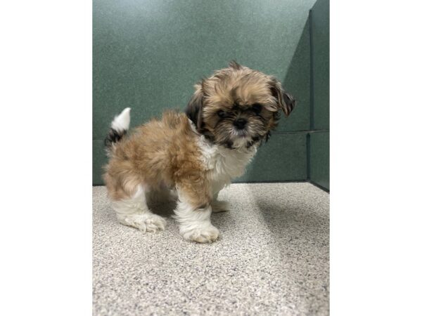 Shih Tzu DOG Female Brown / White 6684 Petland Montgomery, Alabama