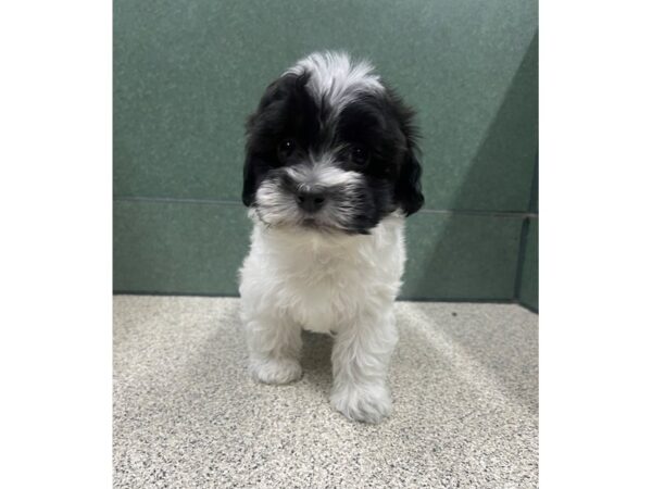 Havanese DOG Male Black / White 6687 Petland Montgomery, Alabama